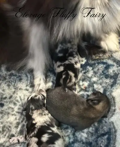 magnifique chiot pomeranien!, View more
