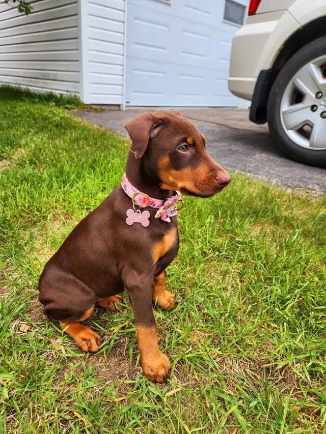 Doberman Européen et/ou américain in Dogs & Puppies for Rehoming in Laval / North Shore - Image 2