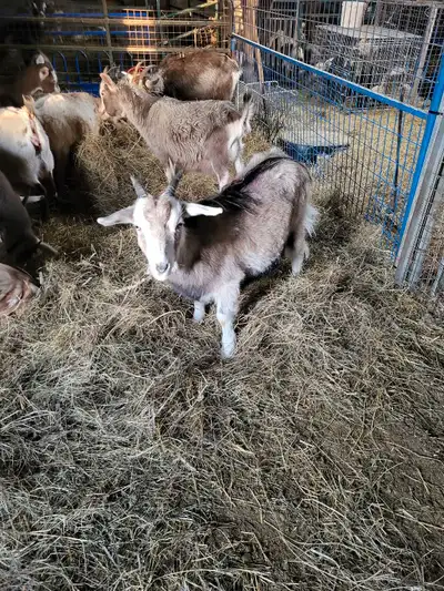 female goats, View more