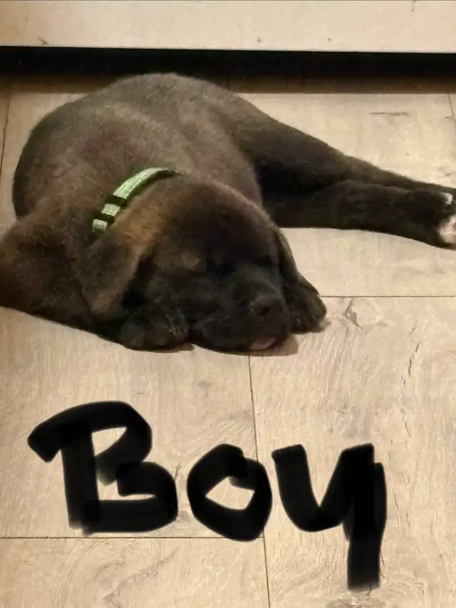 Puppies for sale in Dogs & Puppies for Rehoming in Sudbury - Image 6