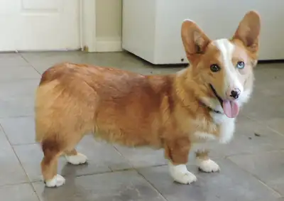 Pembroke Corgi Male, View more