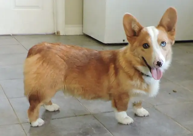 Pembroke Corgi Male in Dogs & Puppies for Rehoming in Owen Sound - Image 2