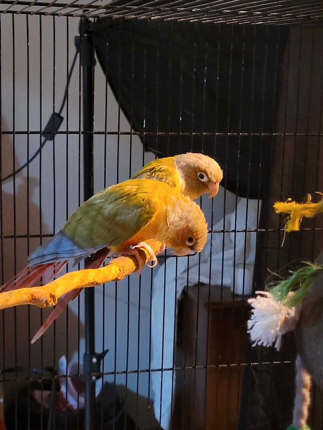 Green-cheek Pineapple Conure Pair in Birds for Rehoming in Leamington