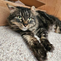 Tina - 1 year - Spayed Female Cat