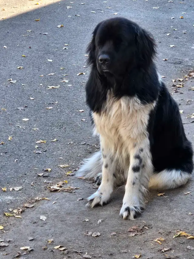 NEWFOUNDLAND PUREBRED CUTE PUPPIES in Dogs & Puppies for Rehoming in Edmonton - Image 11