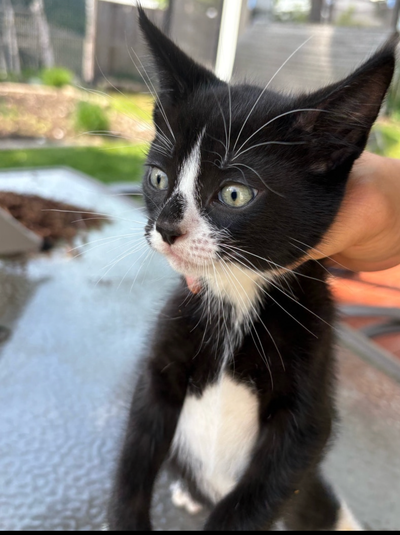 Kitten  for sales, View more