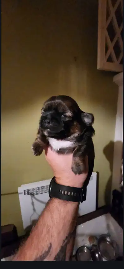 Chiots Shitzu a vendre, View more