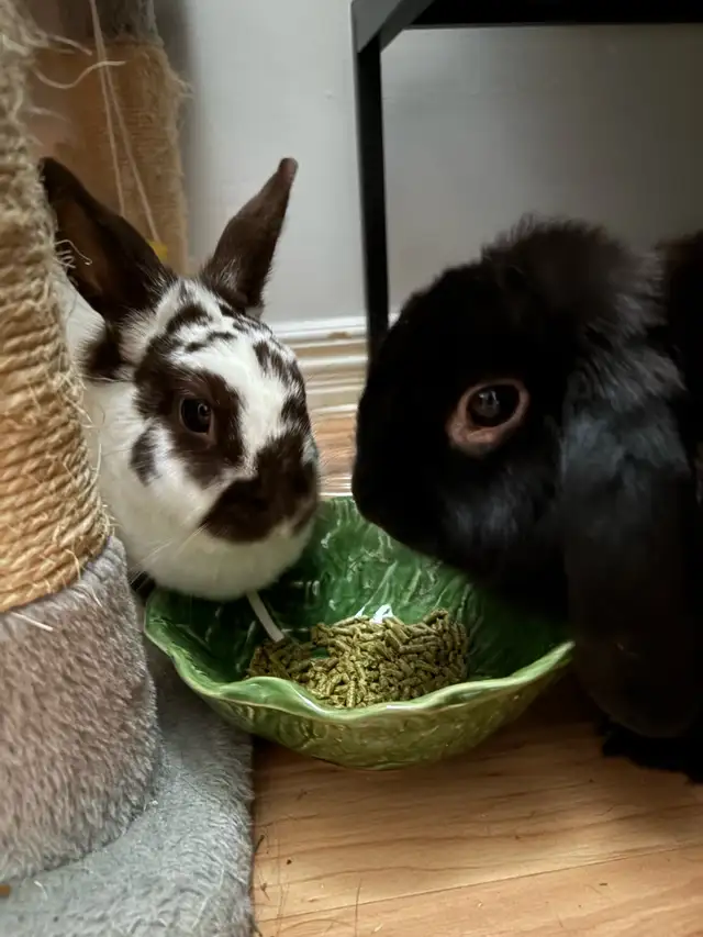 Bonded Bunnies in Small Animals for Rehoming in Oshawa / Durham Region - Image 5