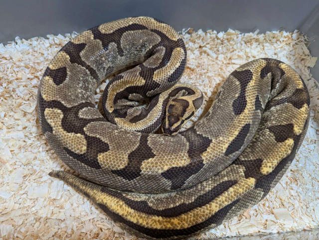 Breeder Female Enchi Fire Specter Ball Python in Reptiles & Amphibians for Rehoming in Calgary