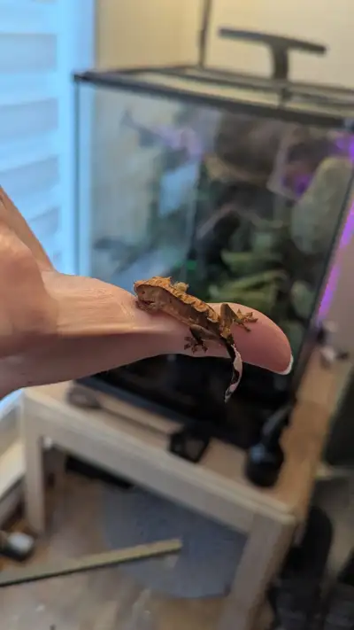 Bébés Gecko à crête, View more