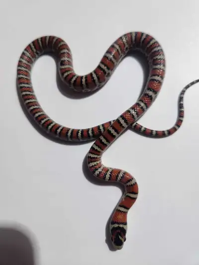 Tarahumara/Chihuahua Mountain kingsnake/terrarium, View more
