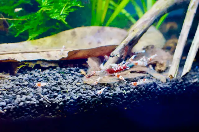 Caridina Pinto Shrimp ( Crystal Red Shrimp x Red Zebra Pinto) in Fish for Rehoming in Oakville / Halton Region - Image 6