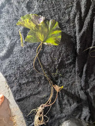 aquarium plants, View more