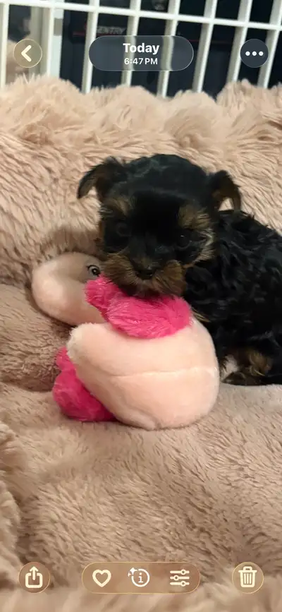 Yorkshire terrier puppy male, View more