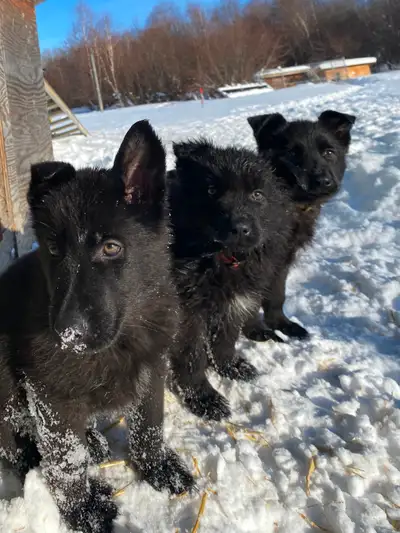 CKC Black German Shepherd Puppies –  Family Raised, View more