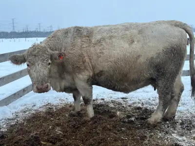 1 bred Charolais cow . Bred to a very good Simmental bull . Very quiet cow and weighing 1750 pounds...