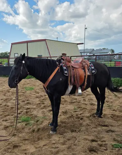 For Sale 14 year old gelding. He is around 16HH and solid black! He is easy to catch, easy to saddle...