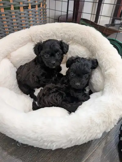 chihuahua poodle in Dogs & Puppies for Rehoming in Canada | Kijiji