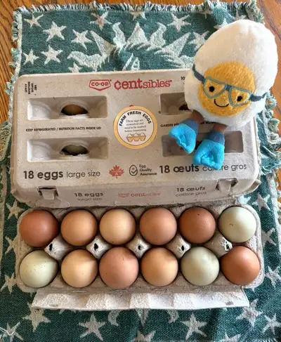 farm fresh eggs , View more