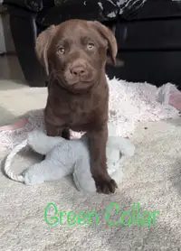 Purebred Black and Chocolate Labs for Sale