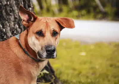3.5 year old dog. Cannot be around children or cats. He is okay around other dogs. Come with dog bed...