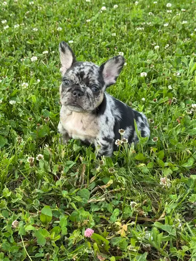 French bulldog, View more