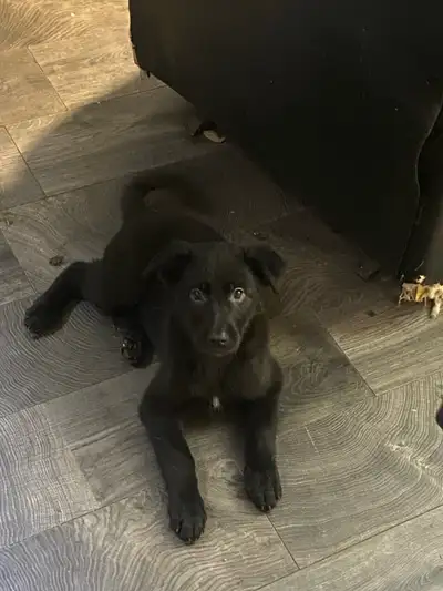 2 puppies for sale German Shepard husky black lab boarder collie mix $300 per puppy non negotiable