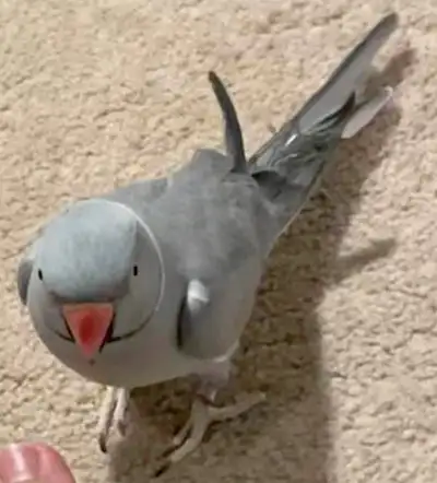 Missing Bird, View more