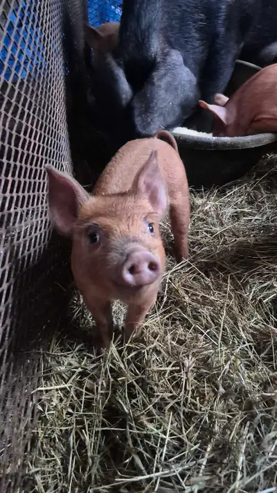 Heritage piglets , View more