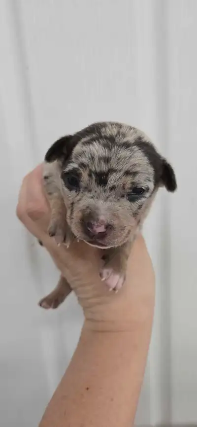 Chiots mâles, prêts à partir le 28 avril, ils vont être vaccinés et vermifugés. Je suis situé dans A...