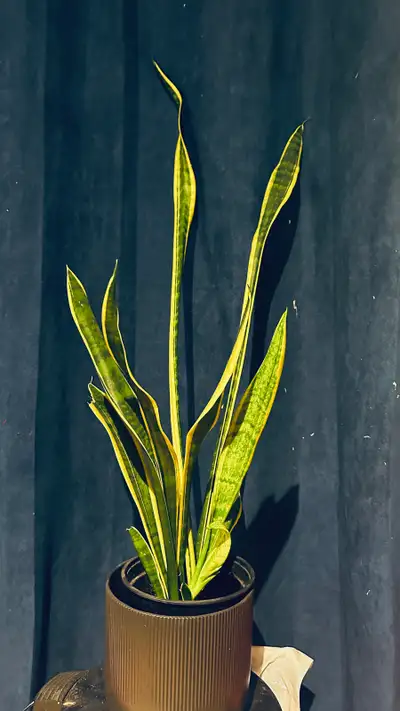 snake plant , View more