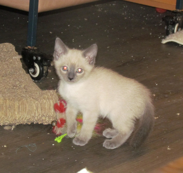 Blue Point Siamese Kittens in Cats & Kittens for Rehoming in Brantford