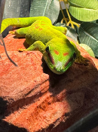 Giant day gecko for Adoption 