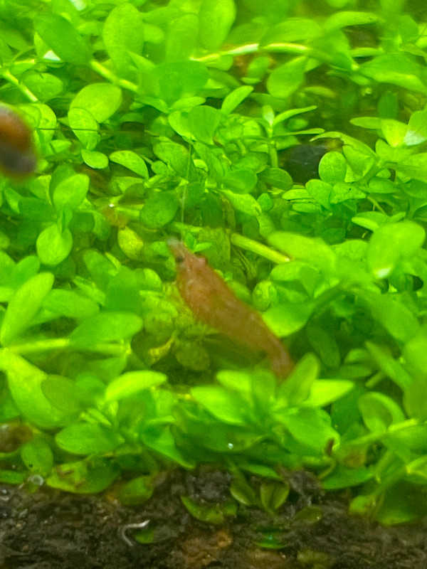 Armano/cherry shrimp juveniles  $4 each/breeding-adults $8each in Fish for Rehoming in Ottawa - Image 4