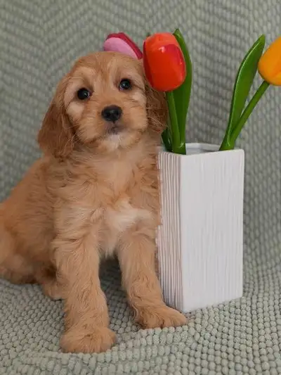 We have 3 beautiful mini goldendoodle puppies available and fully ready to go. They are coming with...