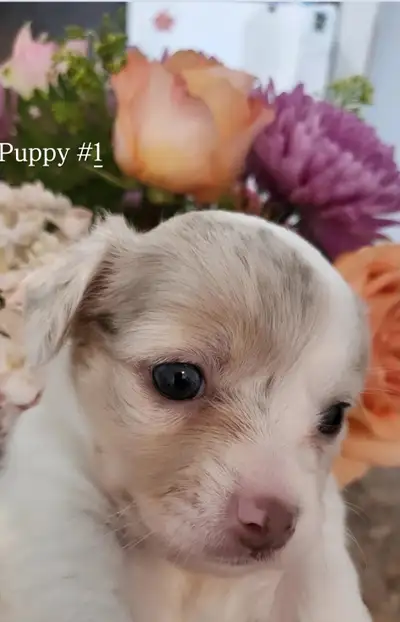 Quality Long Haired Chihuahua puppies, View more