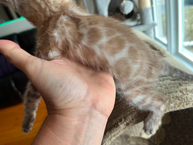 Purebred Bengal Kittens in Cats & Kittens for Rehoming in Ottawa - Image 4