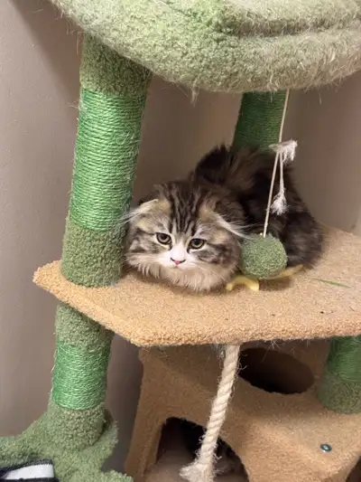 TICA Registered Breeder - Beautyfold Cattery: www.beautyfold.ca I have kittens born in November, Jan...
