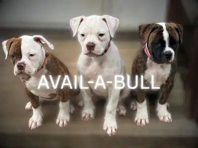 Purebred, ABRA Reg., American Bulldog Puppy For Sale, View more