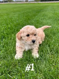 Adorable Bichon/Yorkie Puppies For Sale