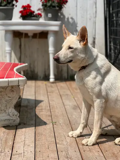 Louve est une Berger Allemand blanche de 2.5 ans qui fait partie de nos reproducteur, nous lui cherc...