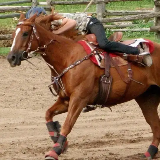 Quarter Horse Mare — part board in Horses & Ponies for Rehoming in Oshawa / Durham Region - Image 10