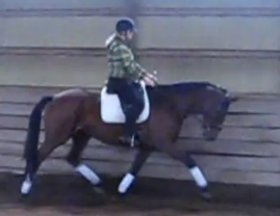 Horseback Riding Lessons! , View more