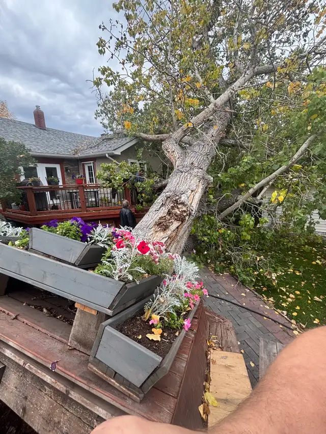 Tree Service Pruning, Removals & Emergency Wind Storm Damage