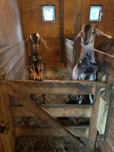 Nubian cross Boer Goats, View more
