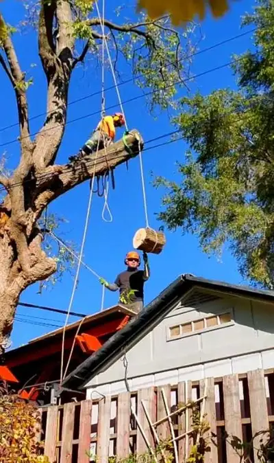 Tree Pruning Tree Removal 647 654-1884, View more