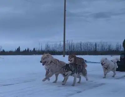 Siberian husky puppies , View more