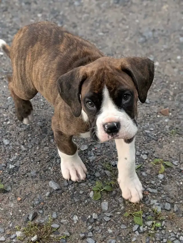 Boxer Puppy | Dogs & Puppies for Rehoming | Saint John | Free local ...