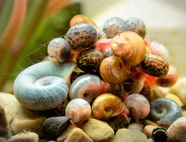 Recherche escargot pour aquarium deau douce dans Poissons à adopter  à Saguenay