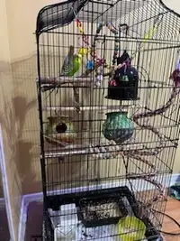 Two budgies, Large cage and toys